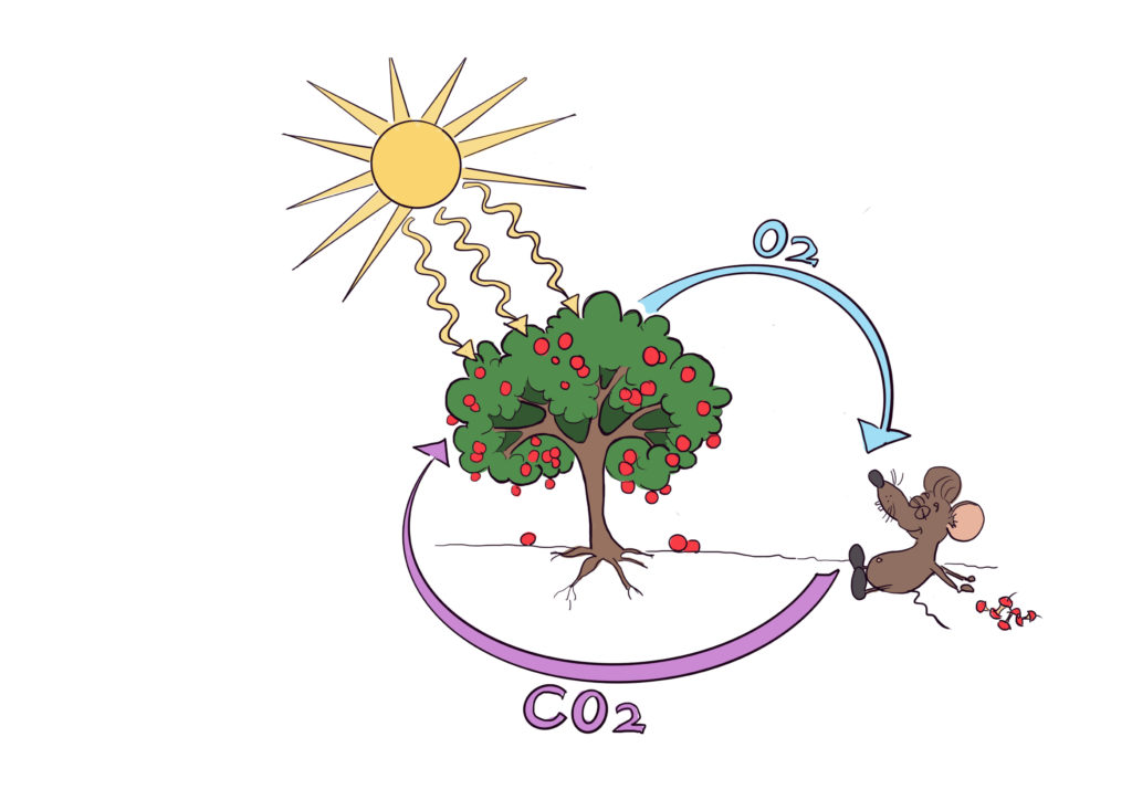 Zeichnung von dem Kreislauf Licht - Photosynthese eines Baumes